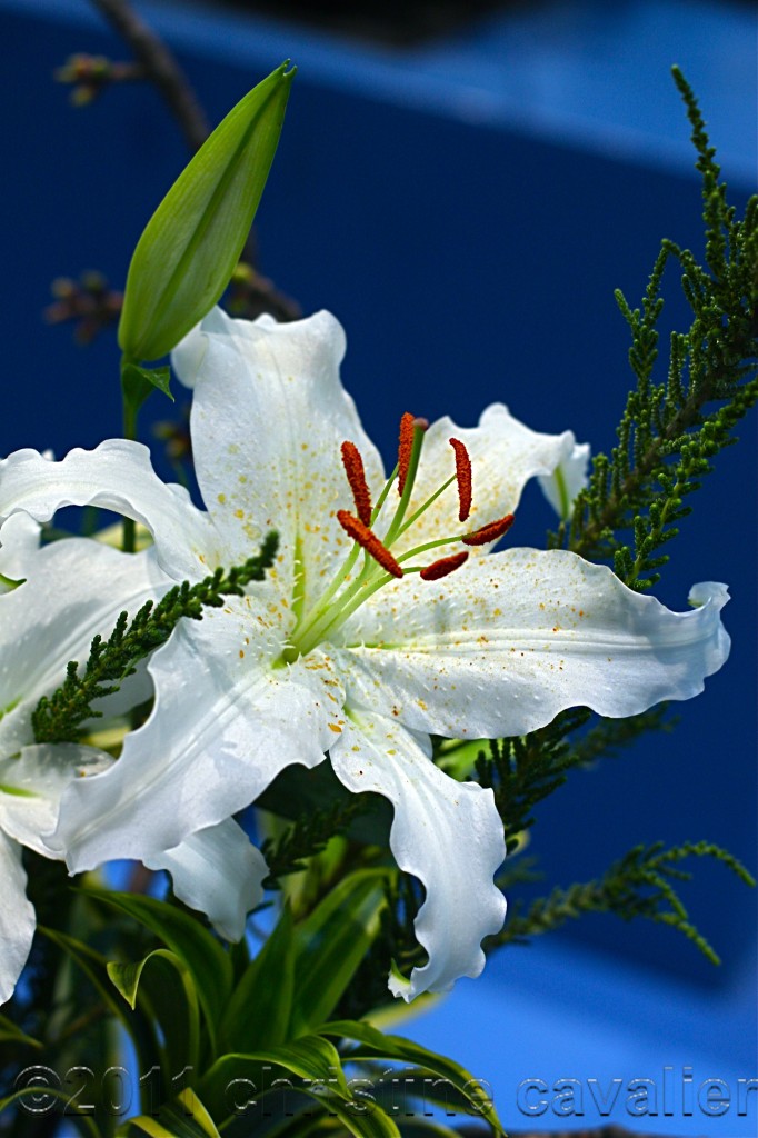 lilly with pollen