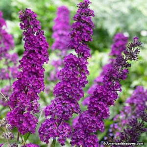 buddleia-royal-red