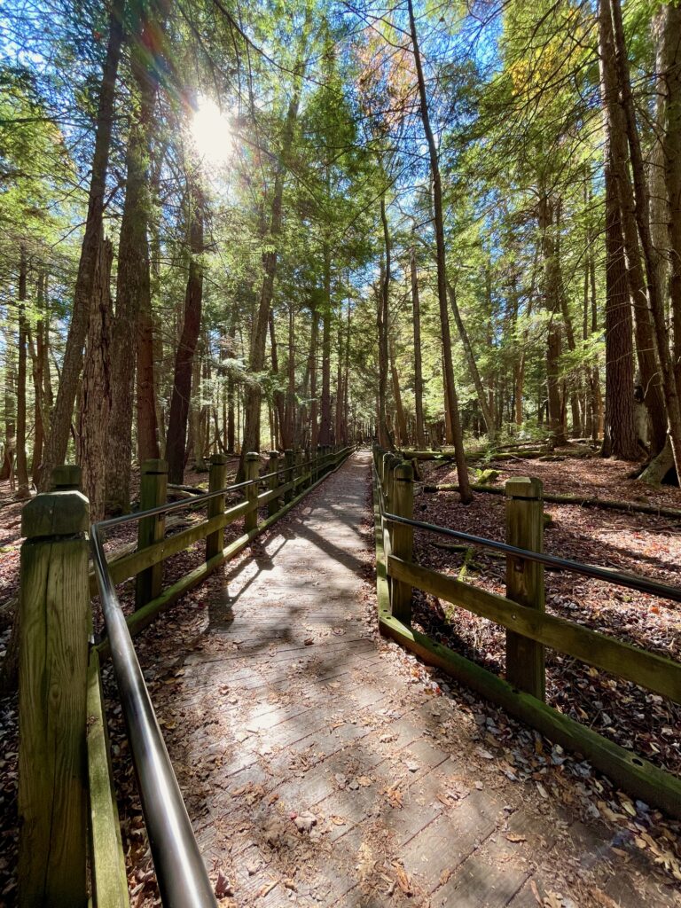 A photo of a man-made walk in the woods.